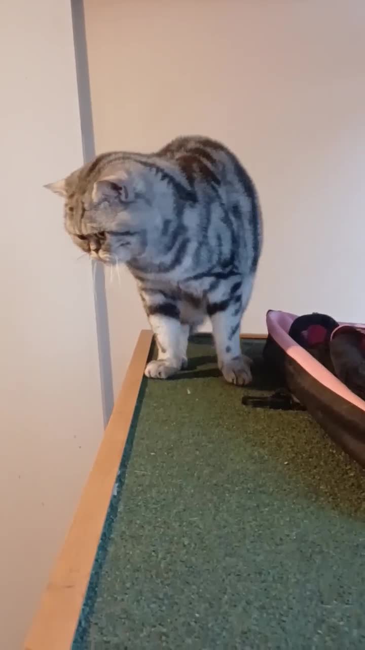 British Shorthair cats for sale: Bsh .Silver Tabby .As pets only. - Video 1