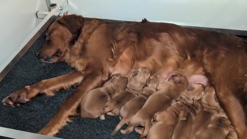 Golden Retriever dogs for sale: Dark Red KC Reg Working Golden Retriever Puppies - Video 1