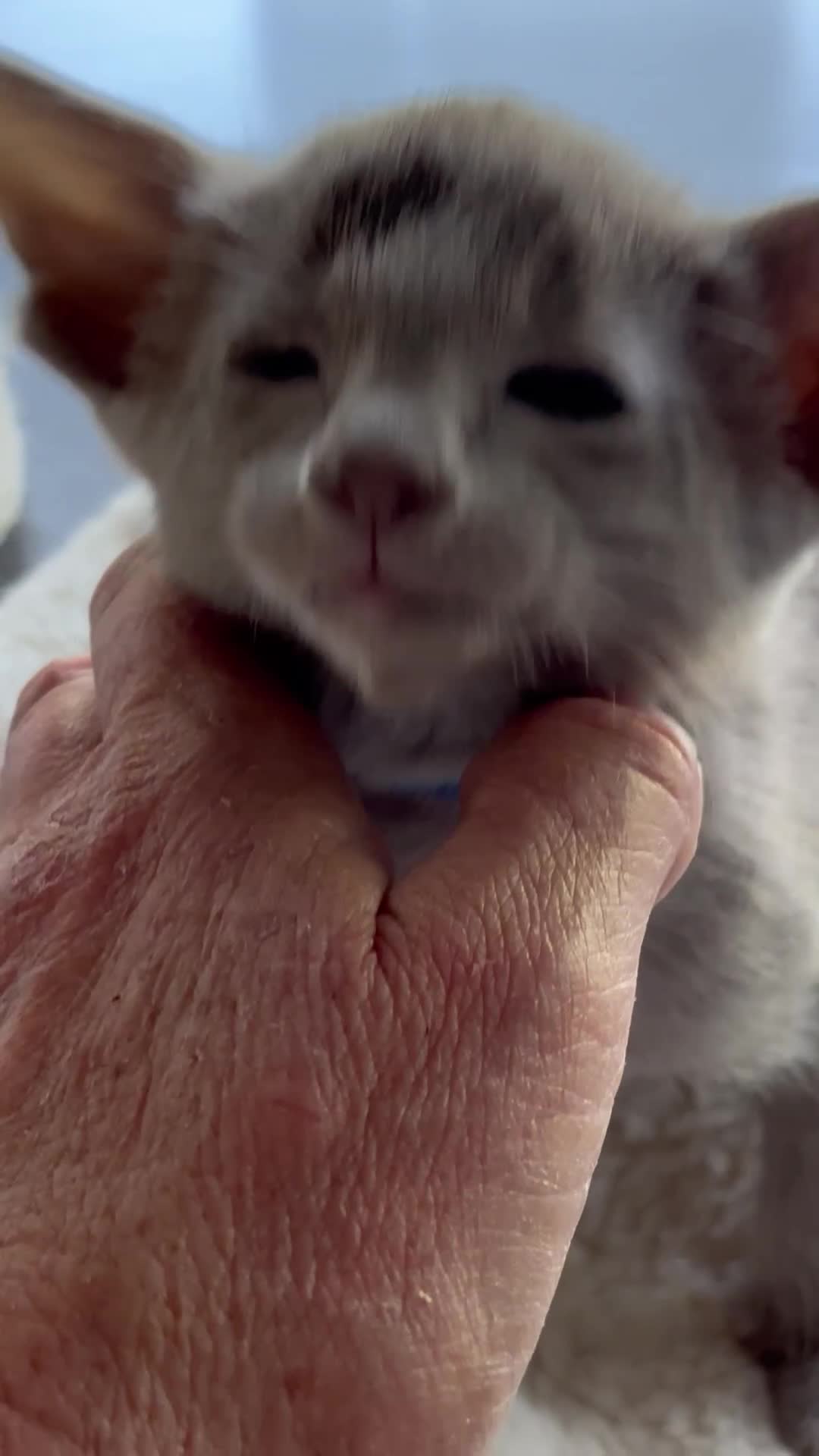Siamese cats for sale: SIAMESE AND ORIENTAL KITTENS - Video 4