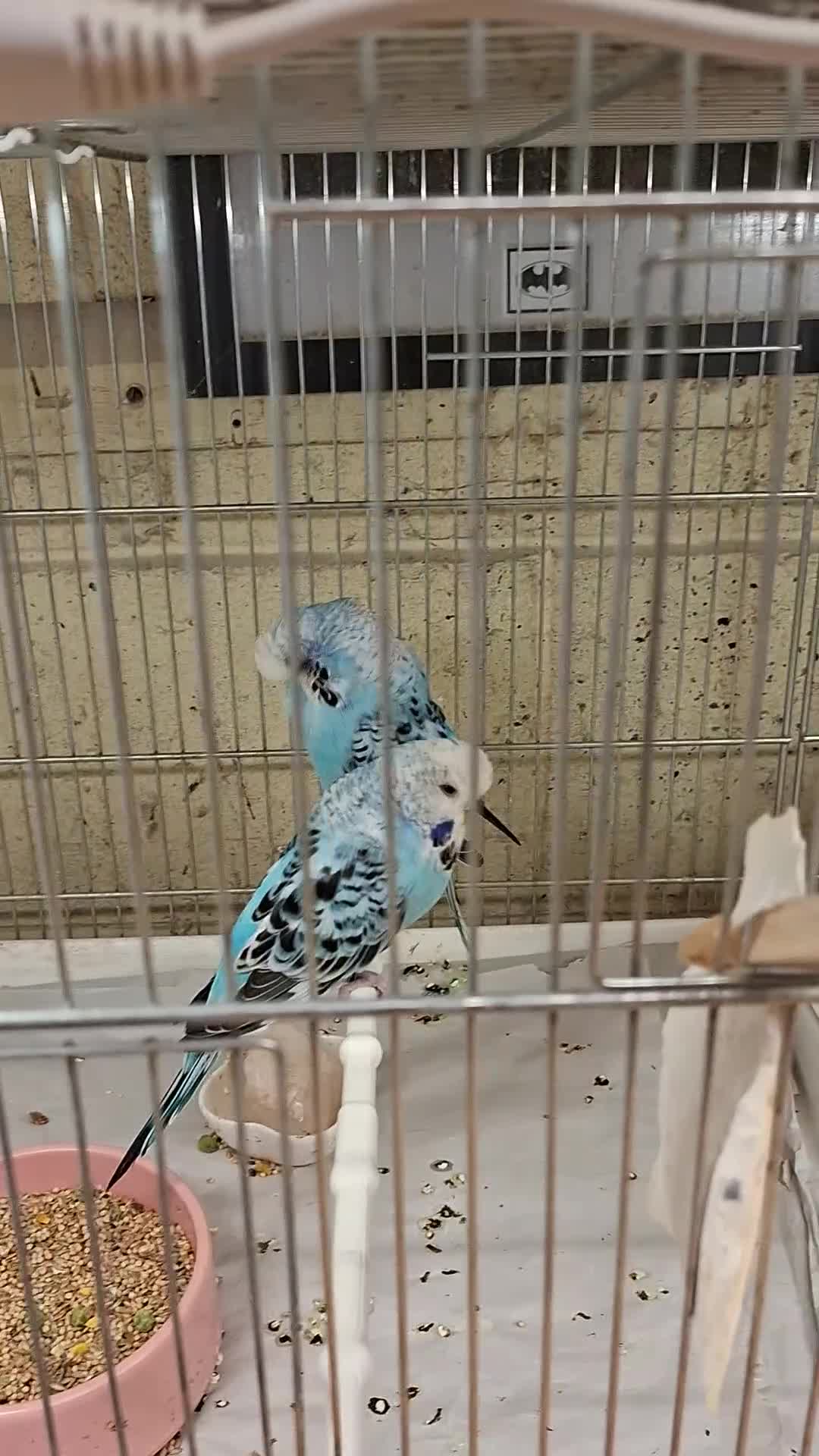 Budgerigars birds for sale: Exhibition Budgerigars for sale. - Video 2