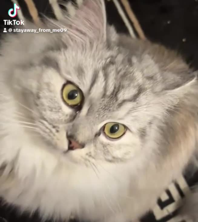 Ragdoll cats for sale: ragdoll bread her name daisy in Manchester - Video 1