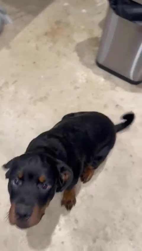 Rottweiler dogs for sale: Massive Rottweiler  - Video 2