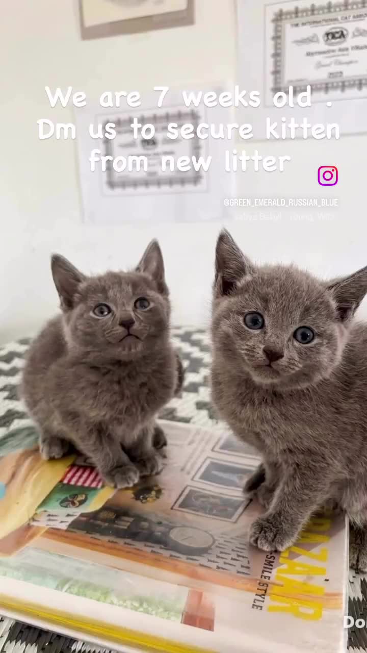 Russian Blue cats for sale: TICA PEDIGREE RUSSIAN BLUE KITTENS  - Video 1