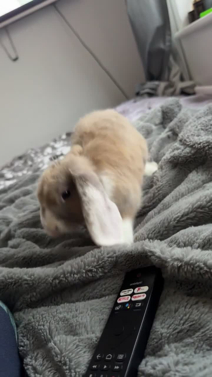 Mini Lop rabbits for sale: rabbit for sale  - Video 3