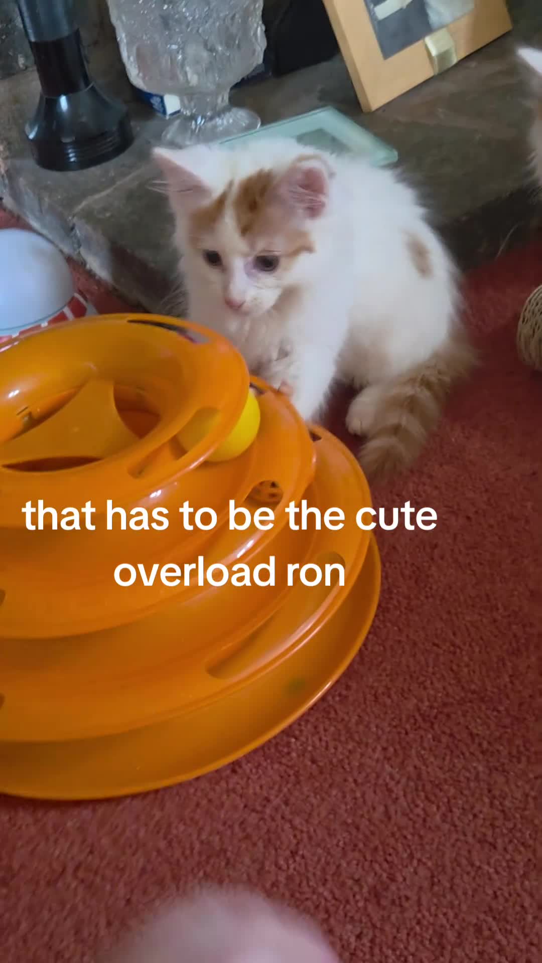 Mixed Breed cats for sale: Ron little ginger white male  in Telford - Video 3