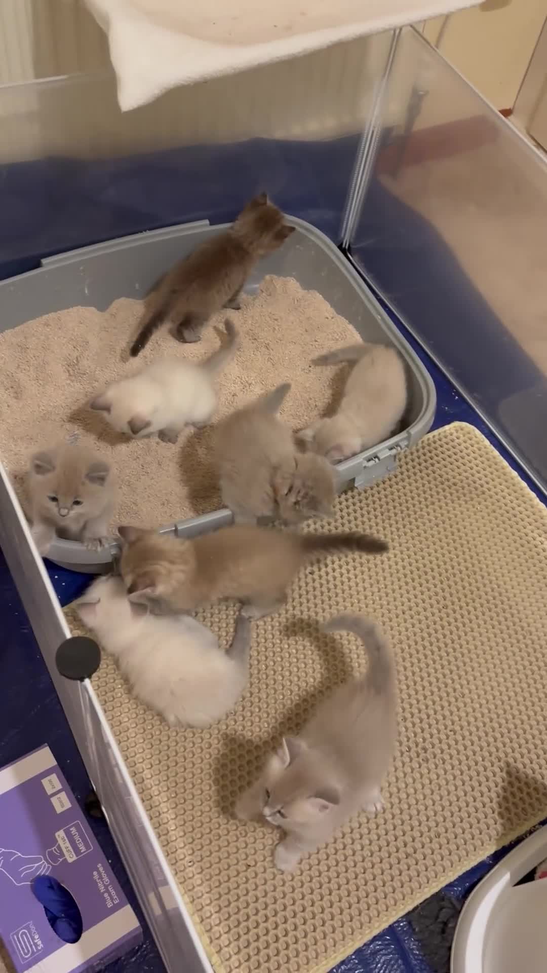 Ragdoll cats for sale: RARE RAGDOLL KITTENS - Video 1