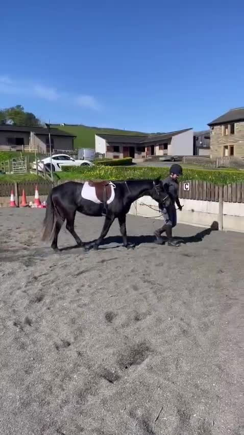 Connemara horses for sale: Sweetest Genuine Steel Grey  Connemara x Show Pony - Video 3