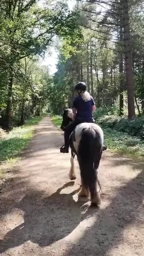 Irish Cob horses for sale: 5 year old kind natured cob gelding 13.3/14hh - Video 1