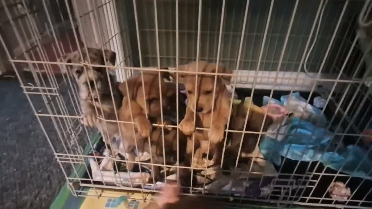 Mixed Breed dogs for sale: Staffy cross blue blooded bulldog puppies - Video 1
