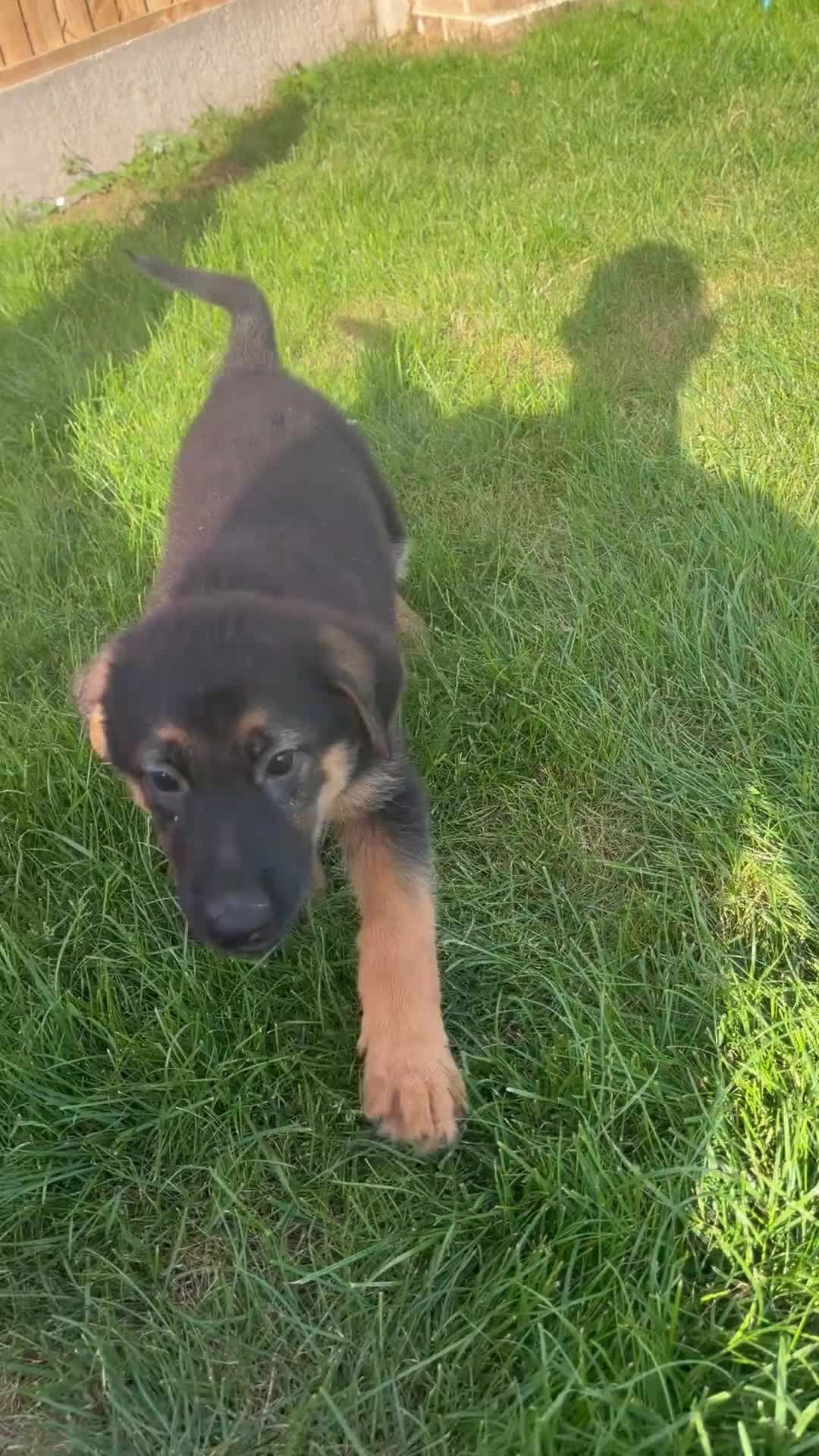 German Shepherd dogs for sale: German Shepard puppies  - Video 4