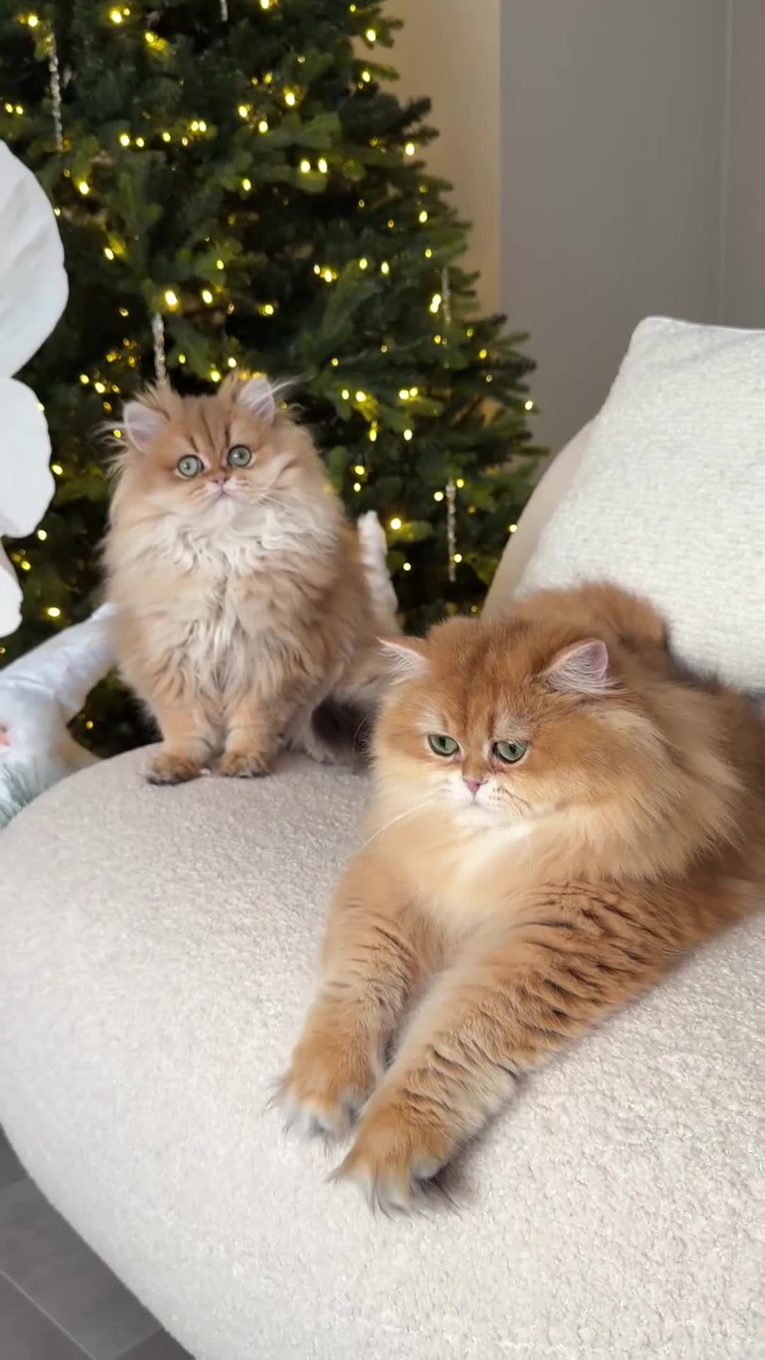 British Longhair cats for sale: Amazing British Longhair Golden kitten - Video 5