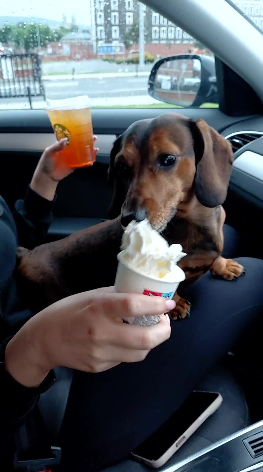 Dachshund dogs for stud: VINNY  - Video 1
