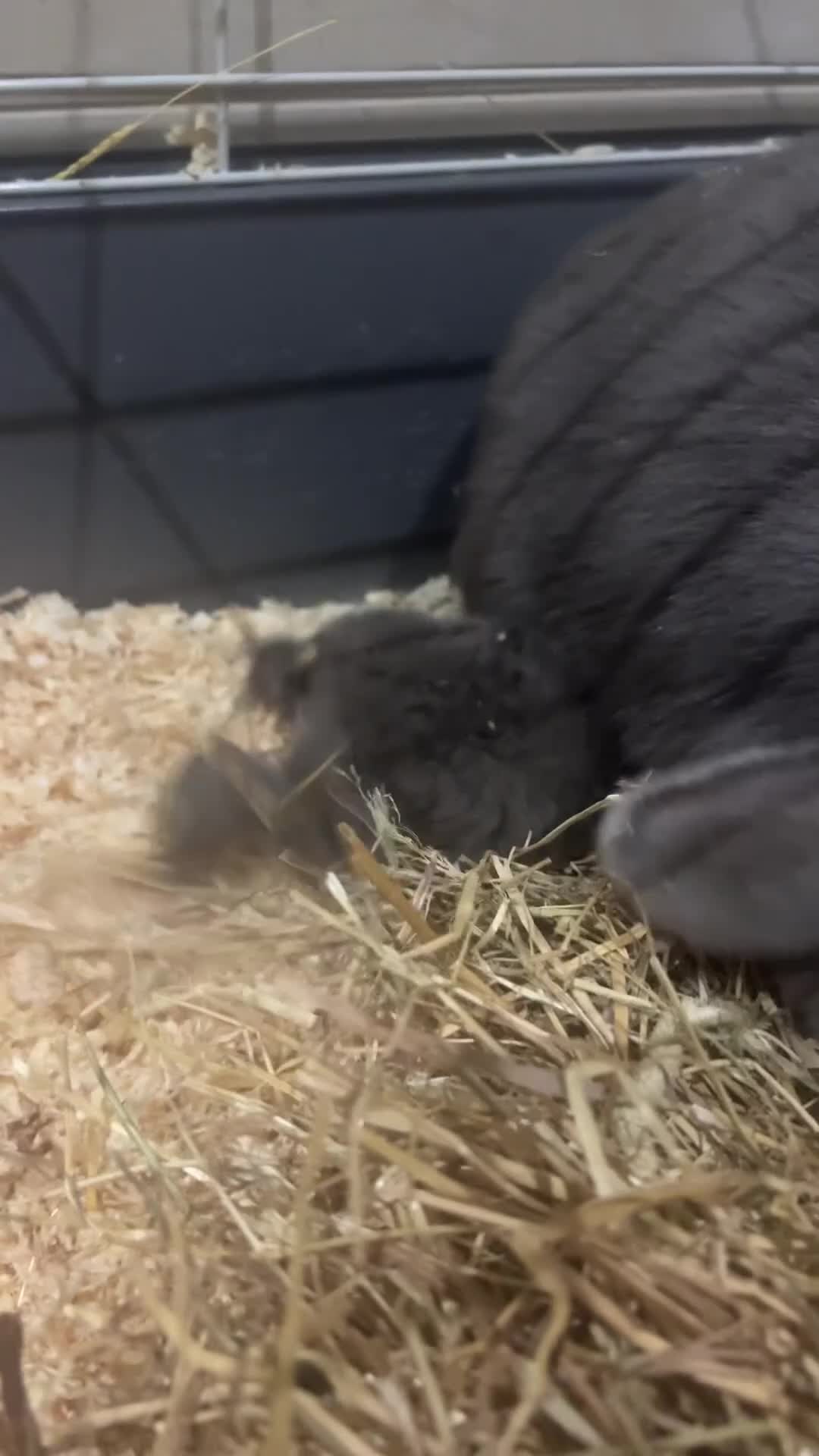 Mini Lop rabbits for sale: Mini lops - Video 1