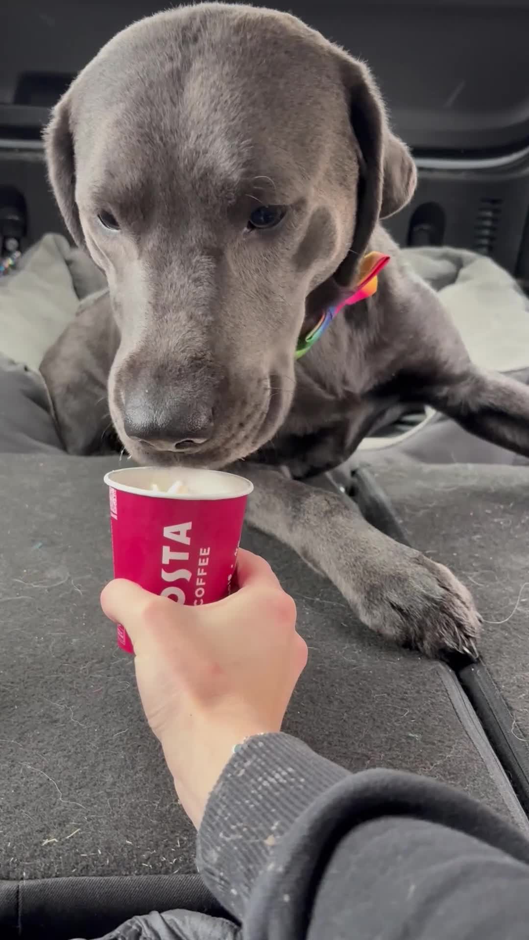 Labrador Retriever dogs for stud: Charcoal Labrador For Stud - Video 5