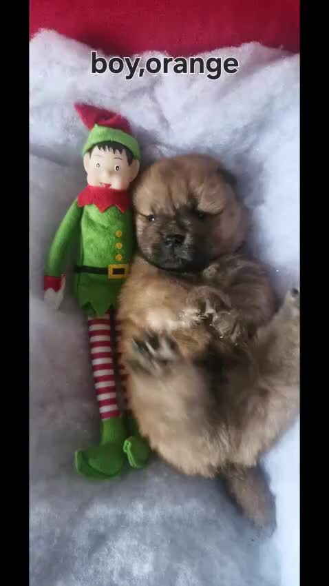 Chow Chow dogs for sale: KC REGISTERED QUALITY TEDDY BEAR CHOW CHOW 5 wk - Video 1