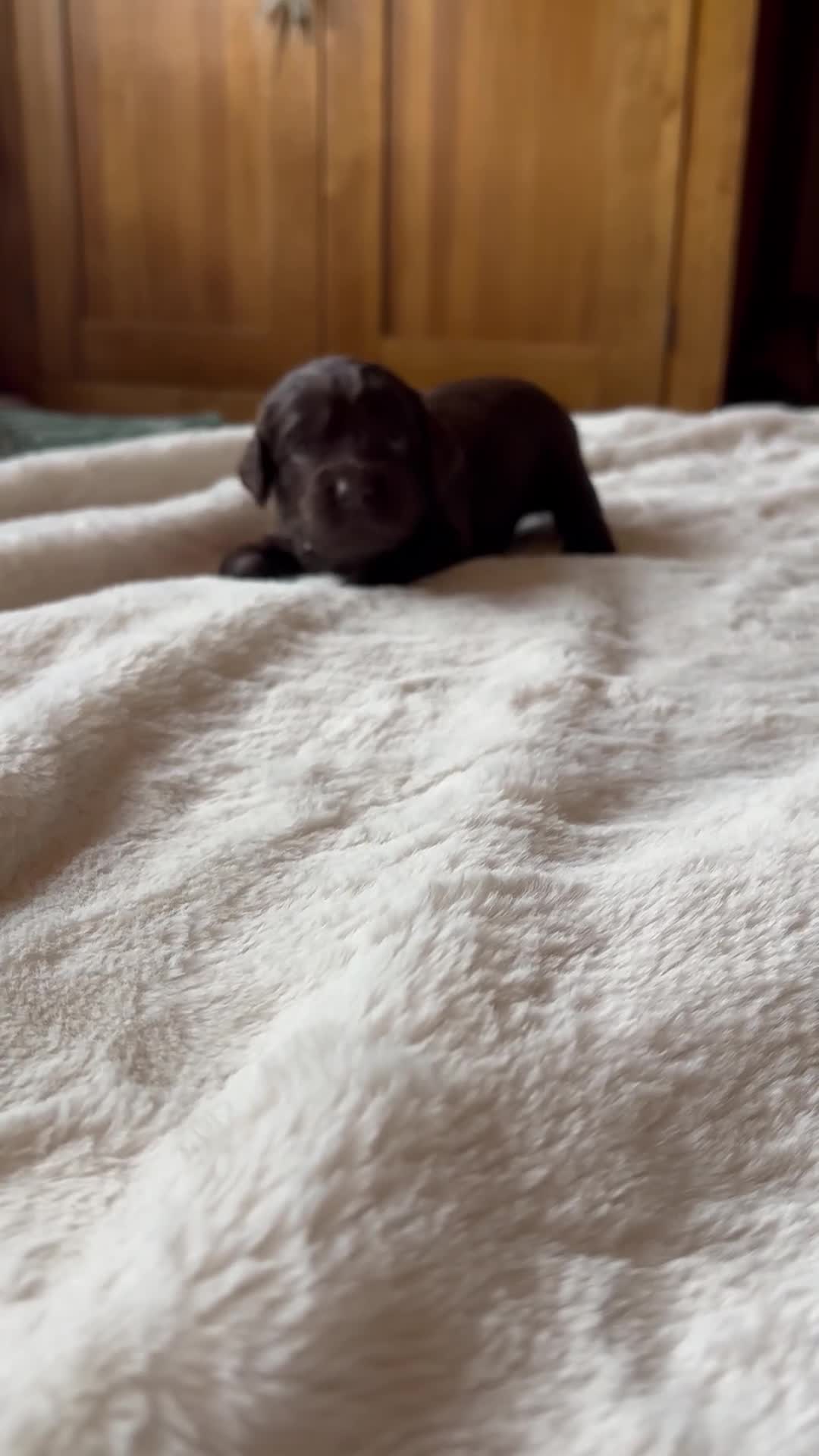 Cockapoo dogs for sale: 🍫🐶1 Female Pup Left-F1b Chocolate Cockapoo🐶🍫  - Video 2