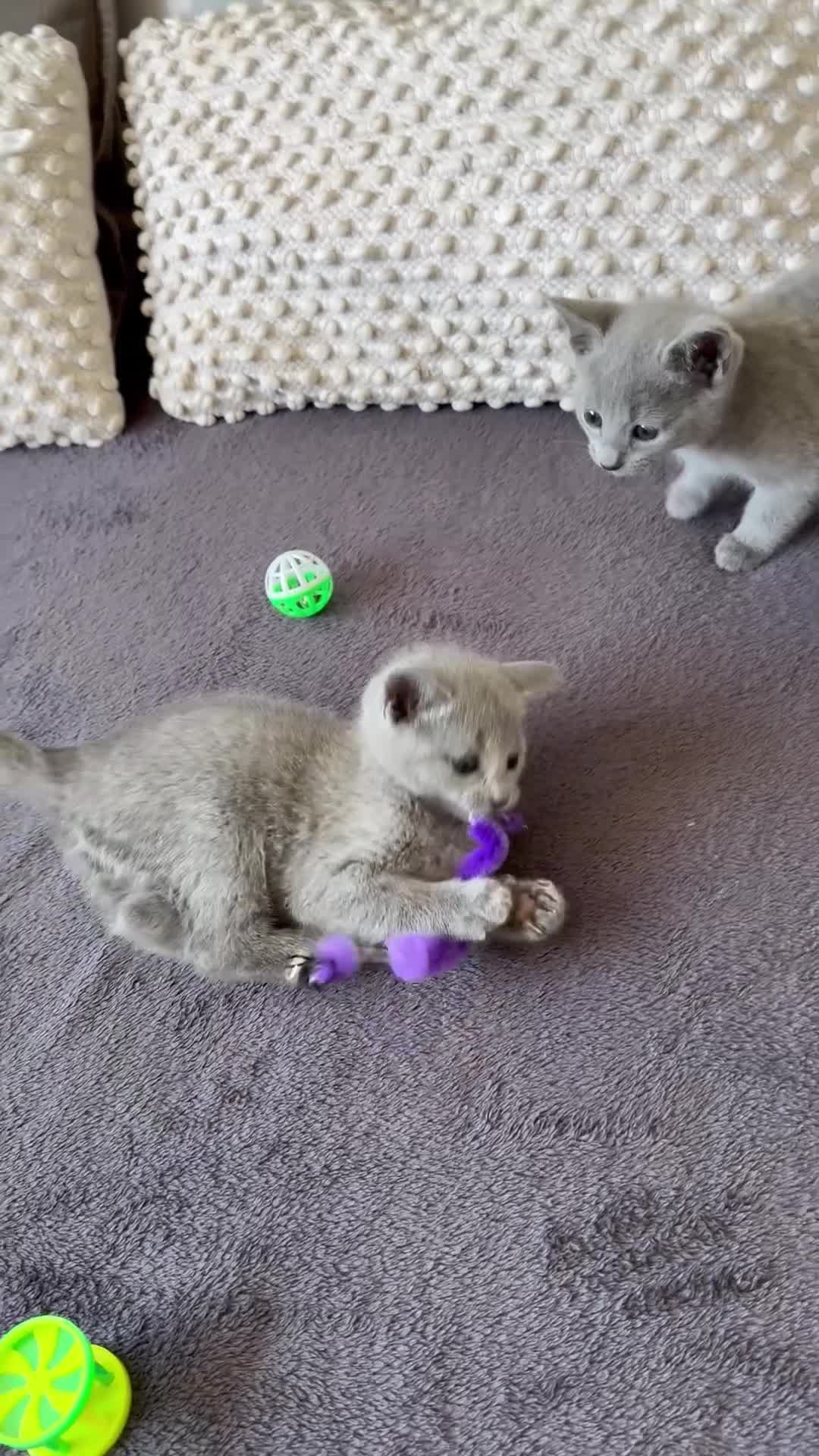 Russian Blue cats for sale: 🐾Champion Line TICA Russian Blue Kittens 🐾 - Video 1