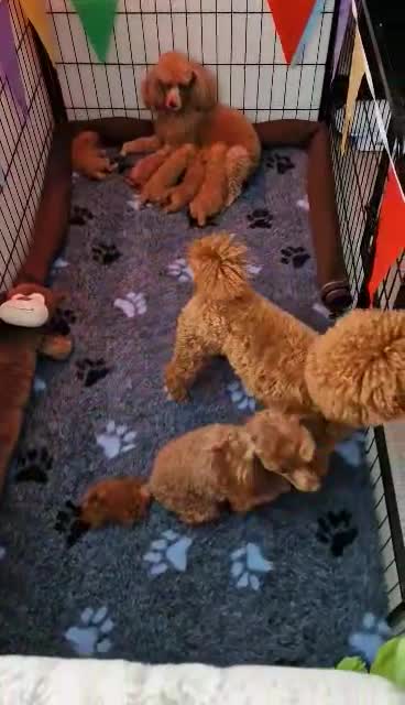 Toy Poodle dogs for stud: RUSSIAN RED TOY POODLE FOR STUD in Morpeth - Video 1