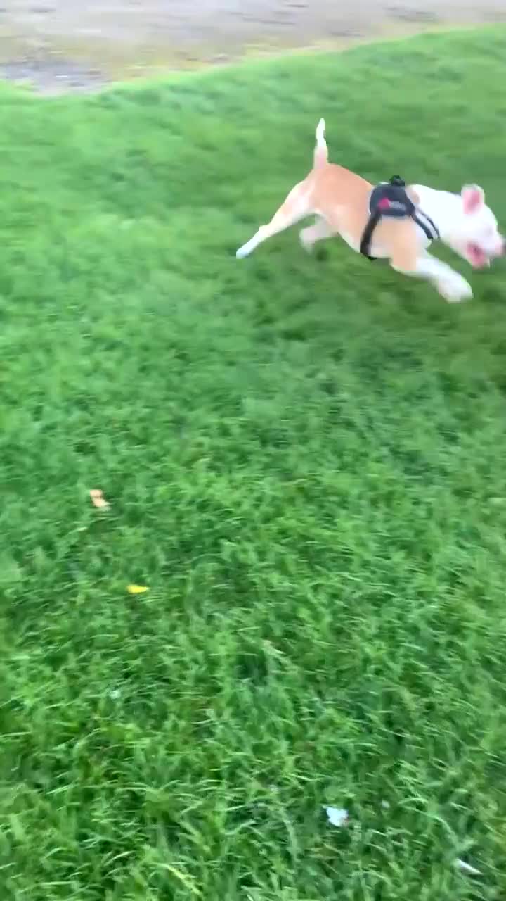 American Bulldog dogs for sale: female american bulldog  - Video 1