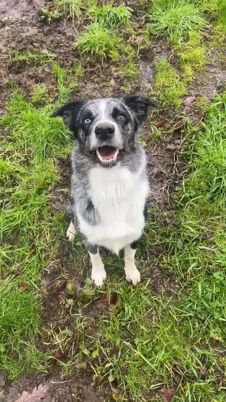 Border Collie dogs for stud: Blue Merle Stud  - Video 1