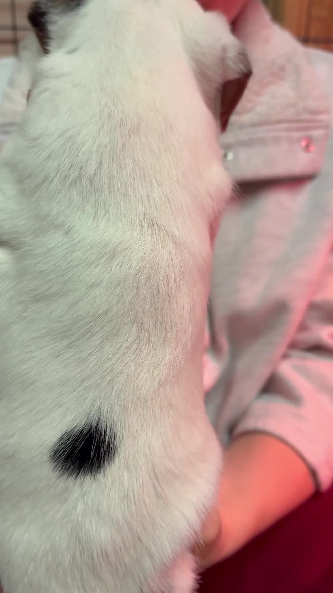 Parson Russell dogs for sale: Exceptional litter of Parson Russell Terrier Pups  - Video 2