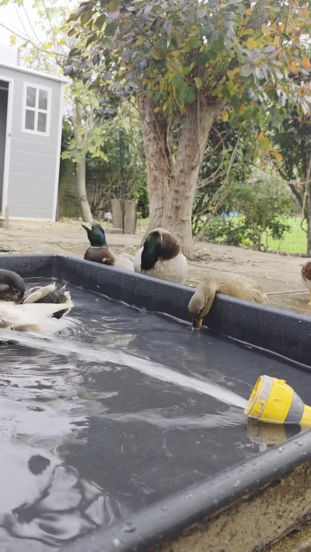 Ducks poultry for sale: Various Call Ducks for Sale - Video 1