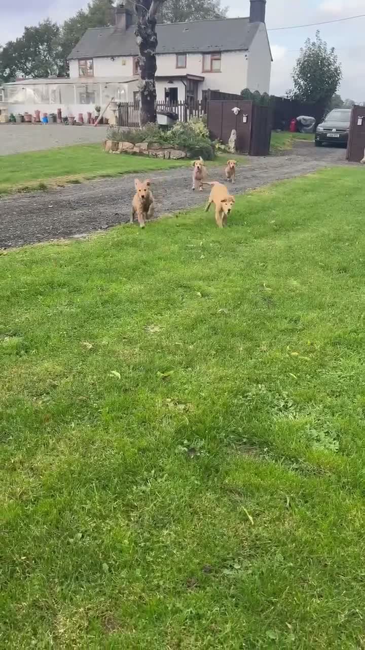 Golden Retriever dogs for sale: Beautiful KC dark gold healthy boys - Video 2