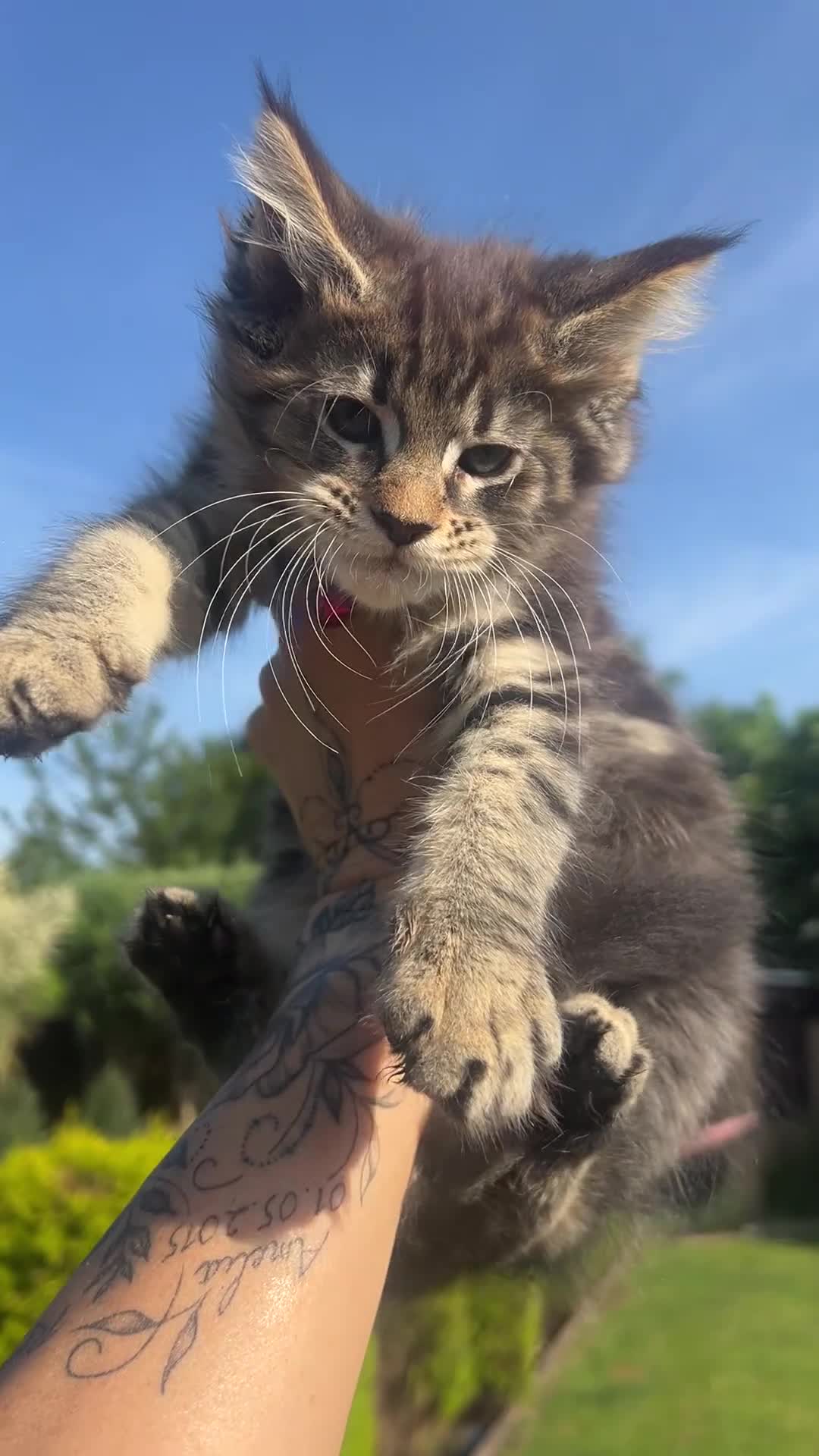 Maine Coon cats for sale: ❤️Maine Coon Girls     Excellent Bloodlines❤️ - Video 1