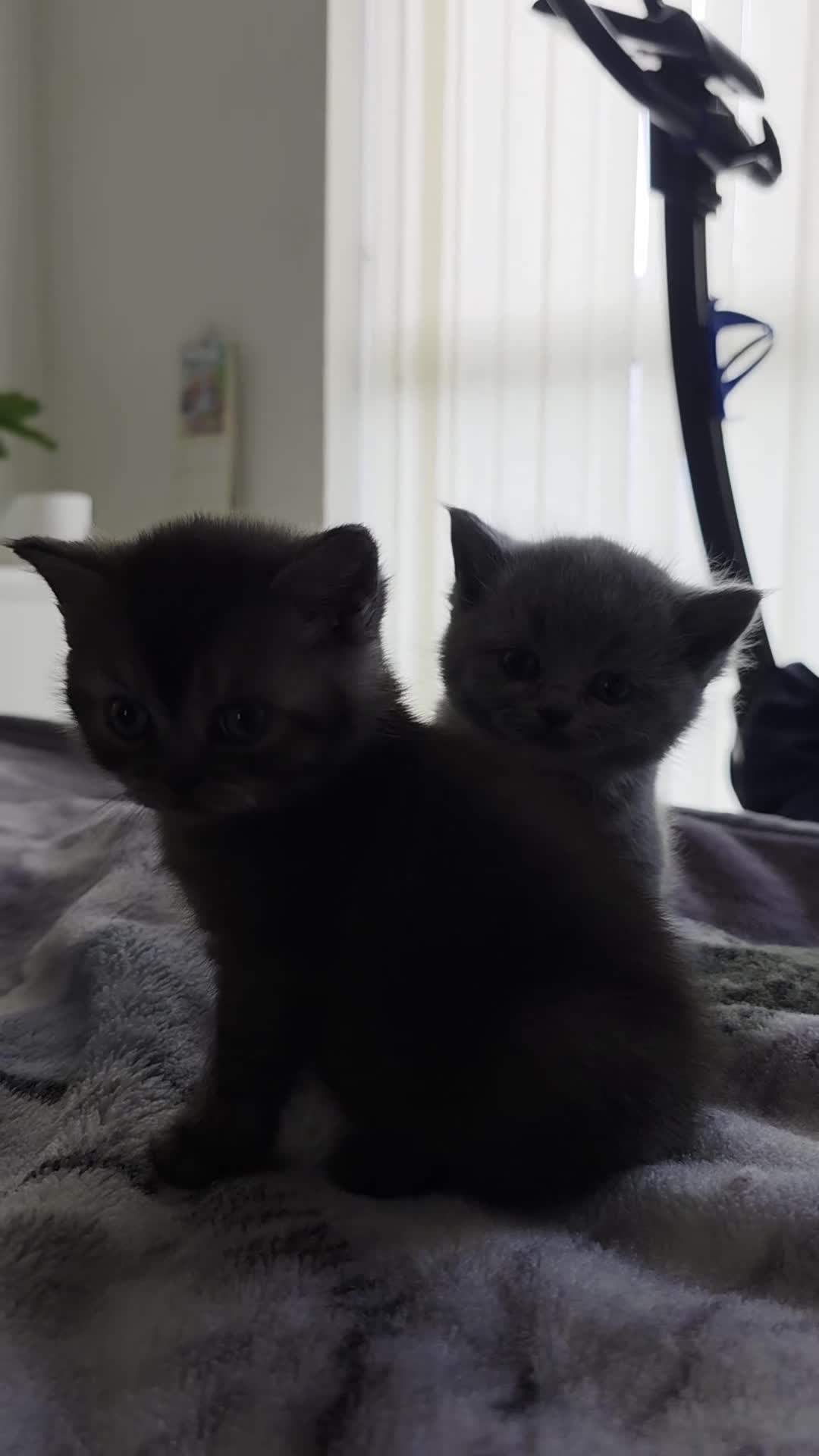 Scottish Fold cats for sale: Scottich straight/fold - Video 2