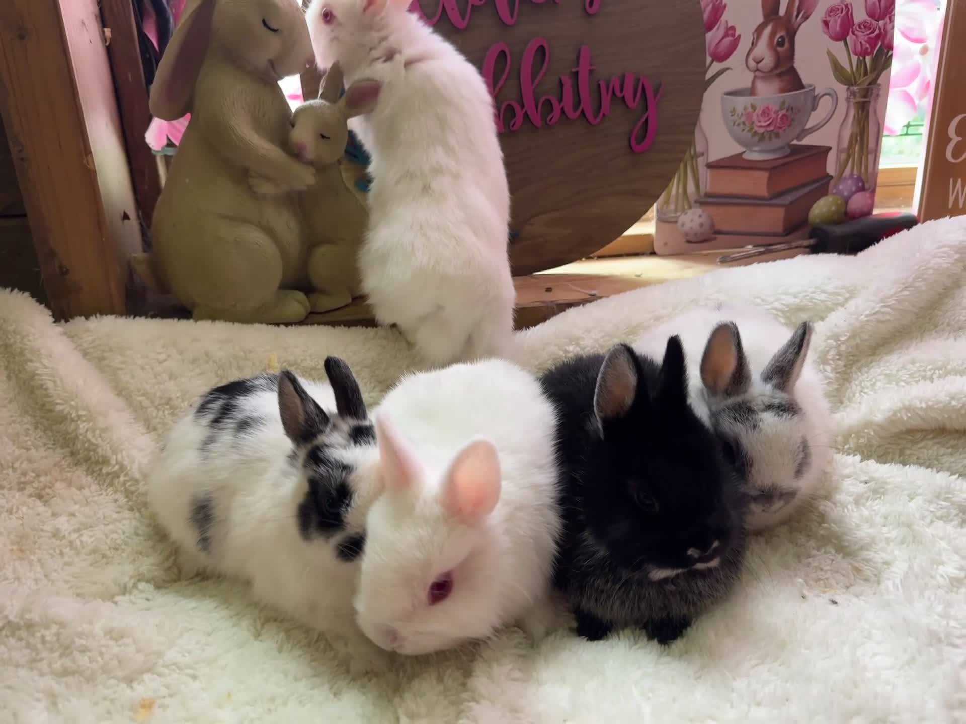 Netherland Dwarf rabbits for sale: Pedigree Netherland dwarf babies   - Video 2