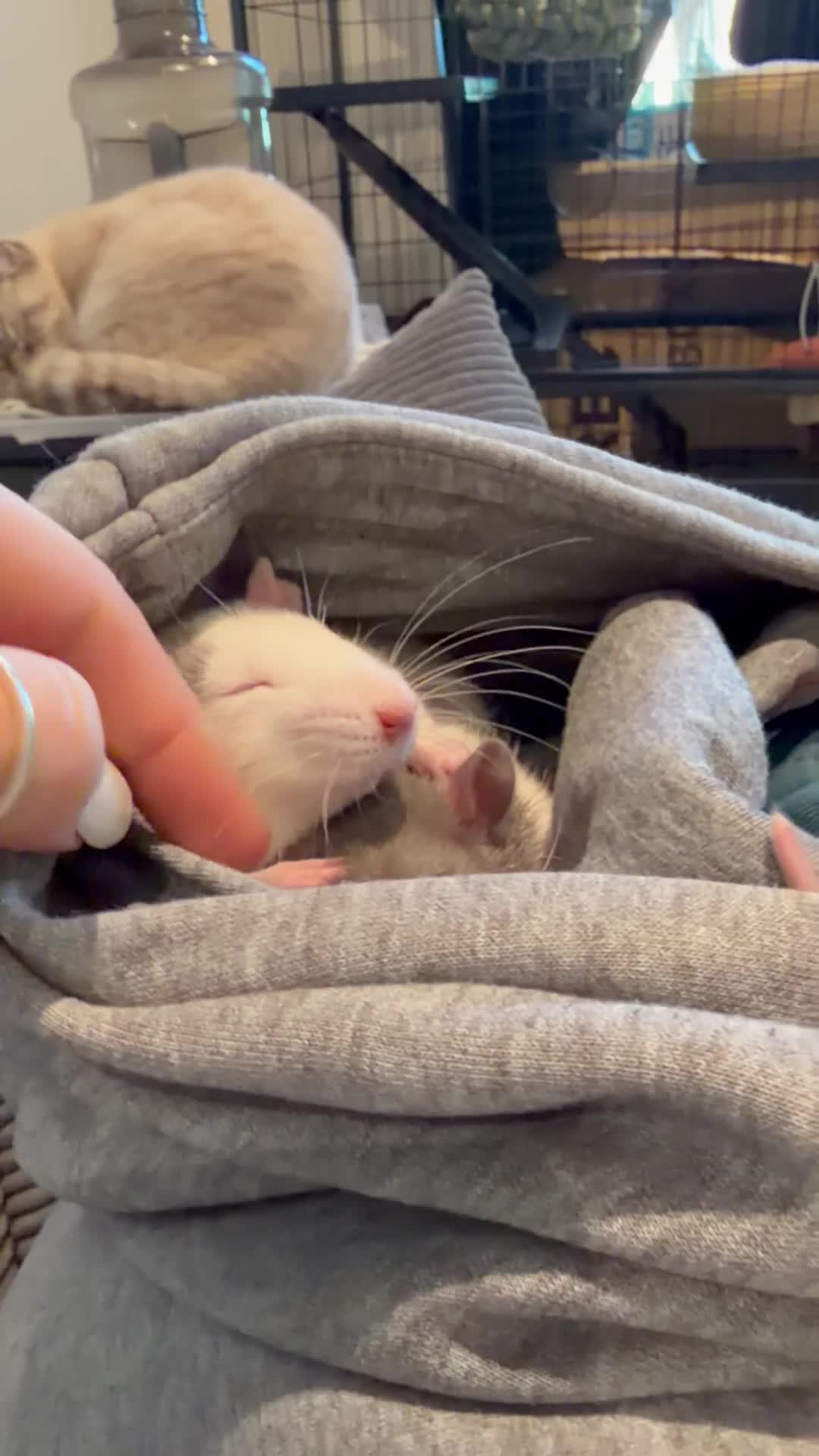 Rat rodents for sale: 2 female rats with whole enclosure and accessories - Video 1