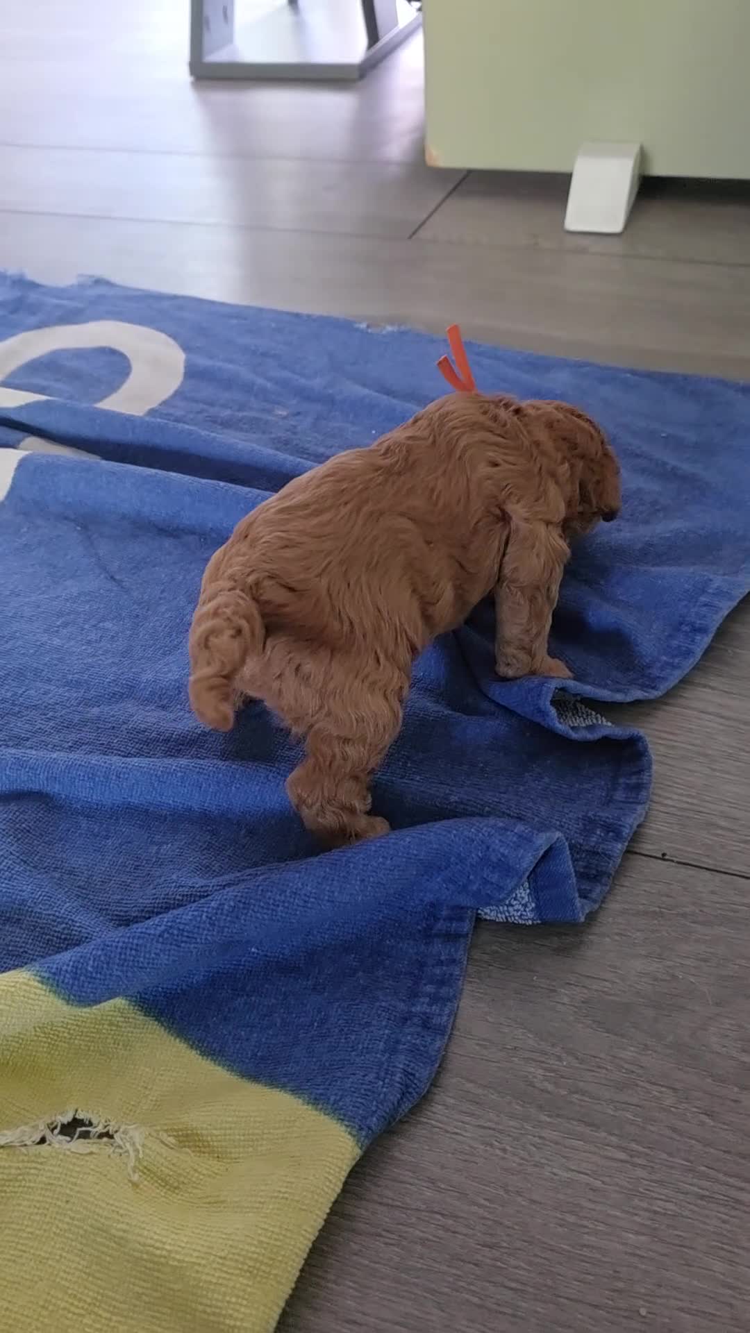 Cavapoo dogs for sale: 5 Gorgeous Cavapoo Puppies  - Video 1