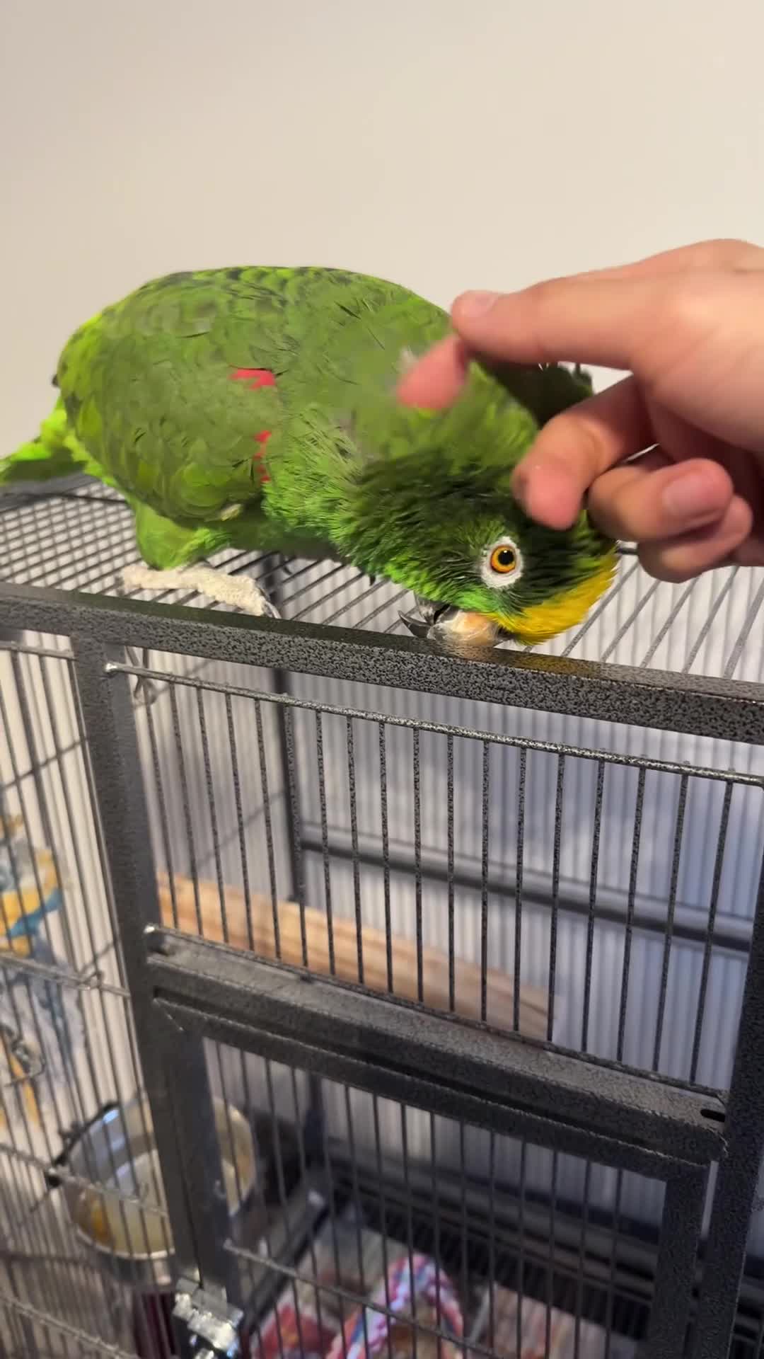 Parrots birds for sale: Parrot for sale - Video 1