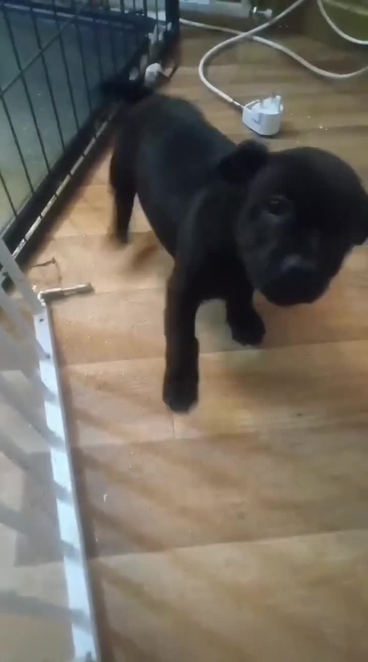 Mixed Breed dogs for sale: Staffordshire Bull Terrier, quarter Jack Russell. - Video 1