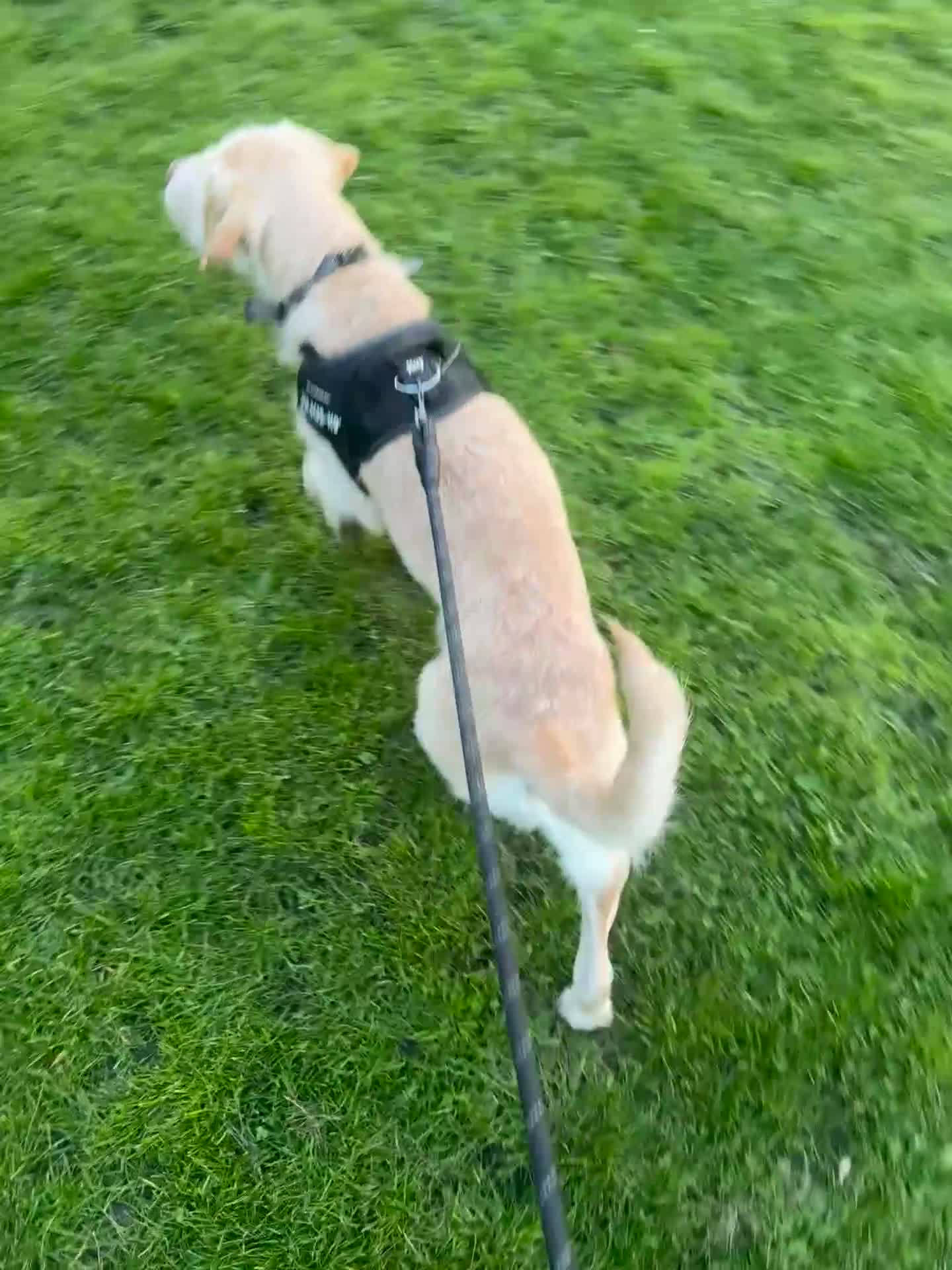 Mixed Breed dogs for sale: 🐾Milo- 1 years old American bully x cockapoo💙 - Video 5