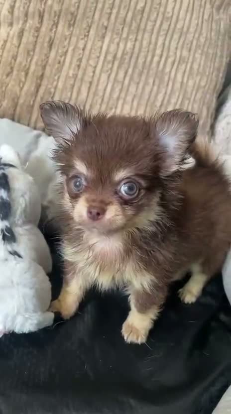 Chihuahua dogs for sale: Chihuahua puppies Russian ancesry with apple head  - Video 1
