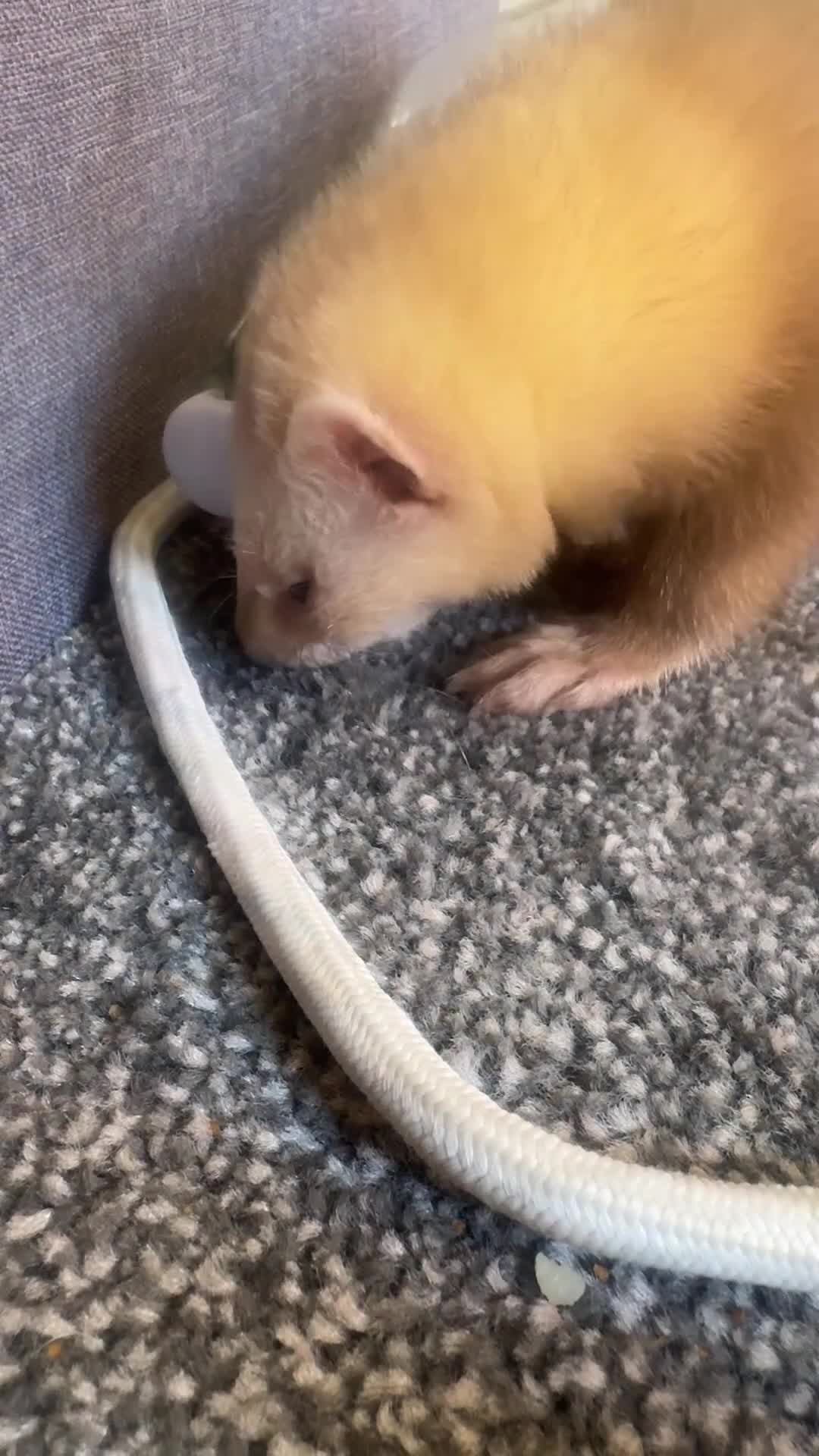 Ferret rodents for sale: female ferret (including cage) - Video 1