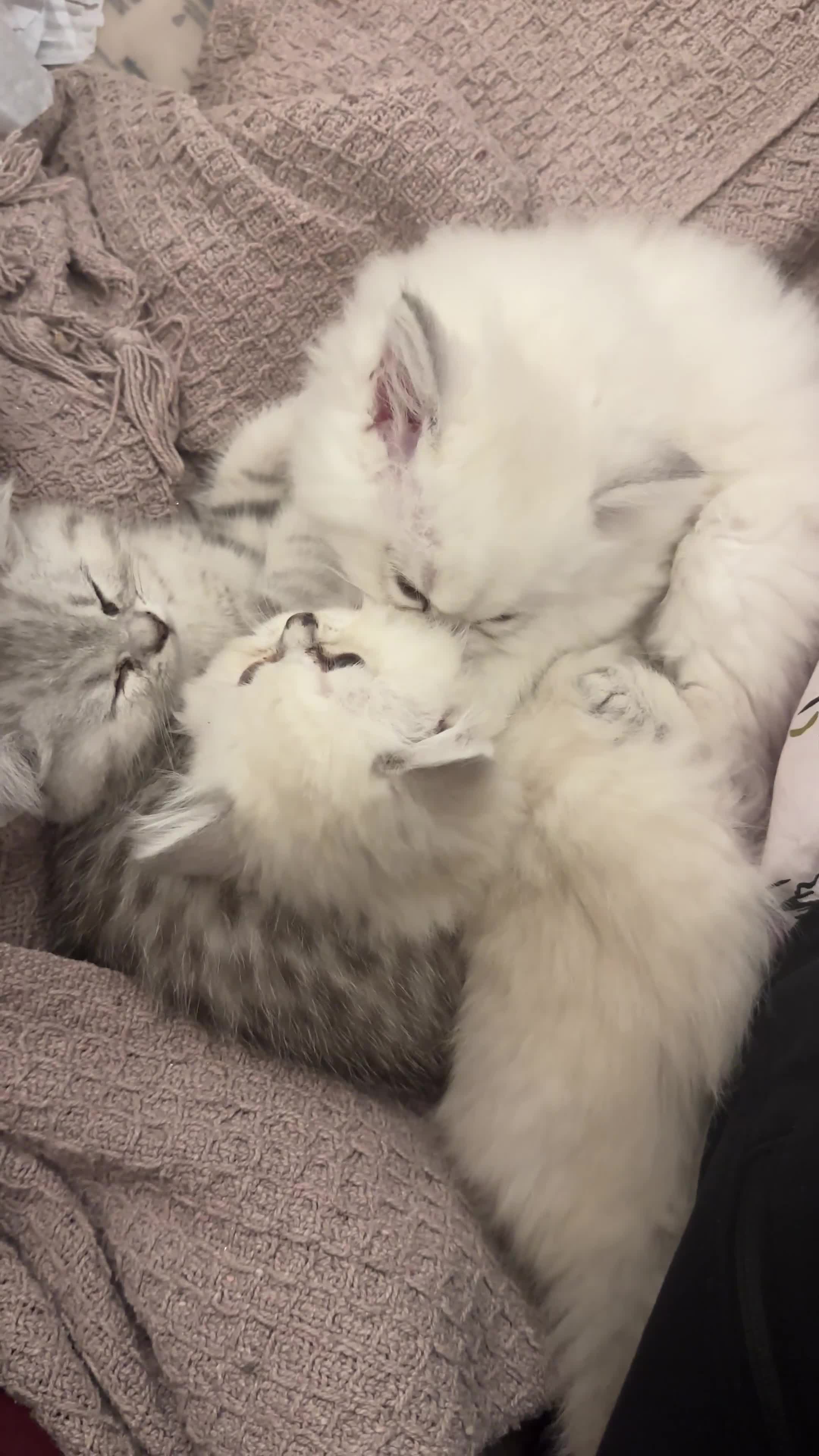 British Longhair cats for sale: GCCF Female BRITISH LONGHAIR - Video 1