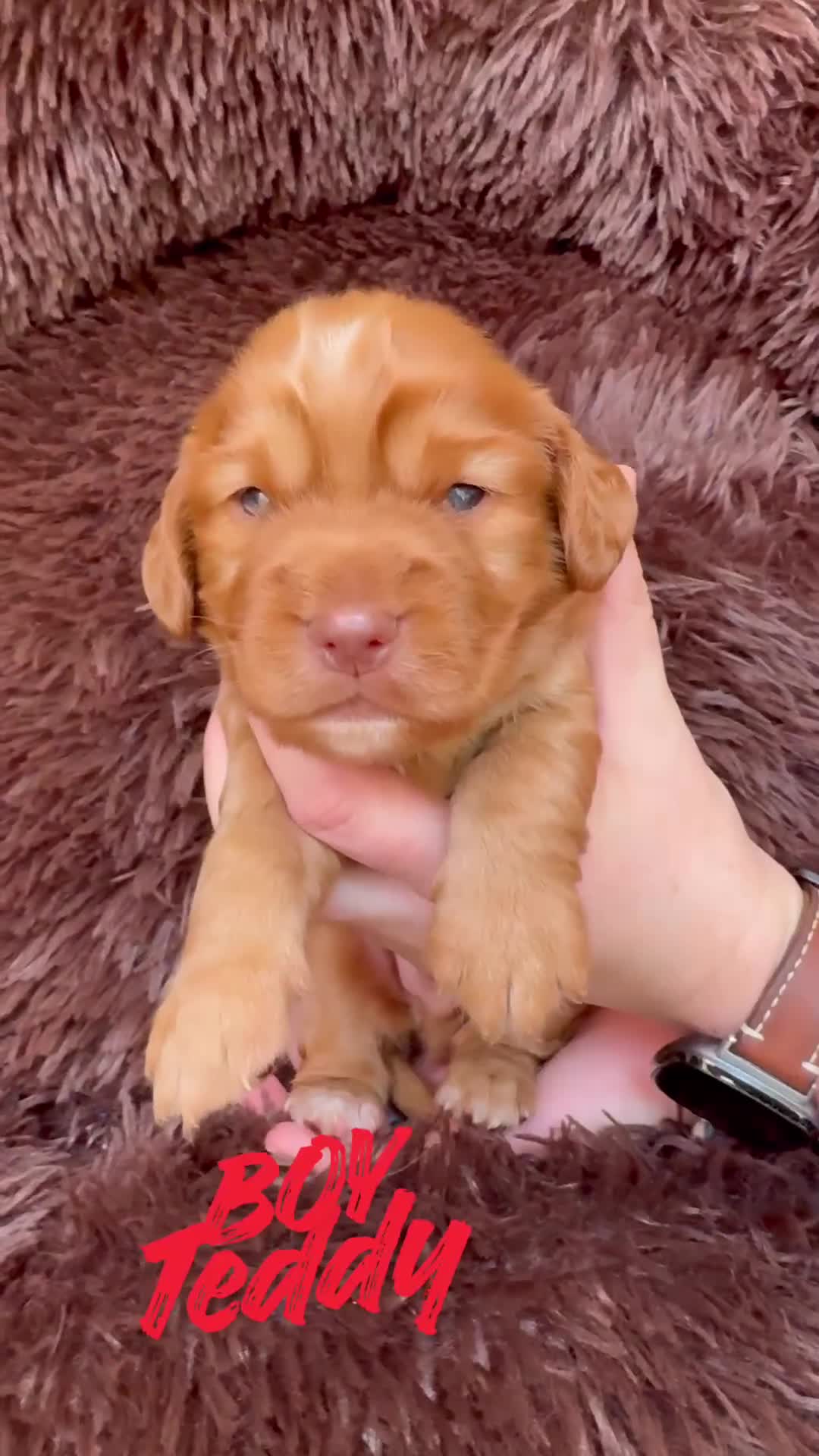 Cocker Spaniel dogs for sale:  Cocker Spaniel Puppies – KC Registered - Video 1