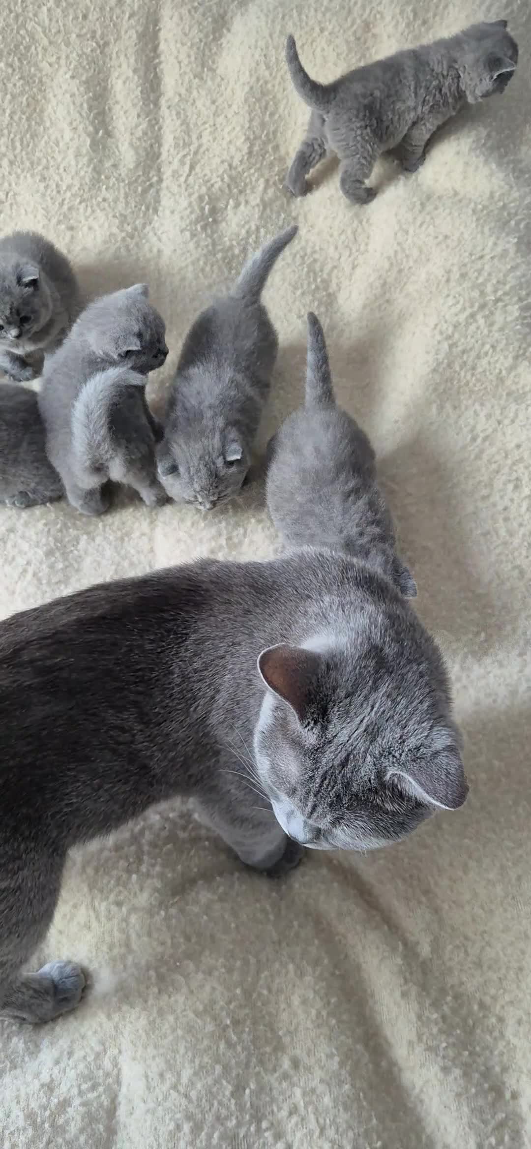 British Shorthair cats for sale: 🐾British Shorthair Kittens Top&Finest Quality  - Video 1