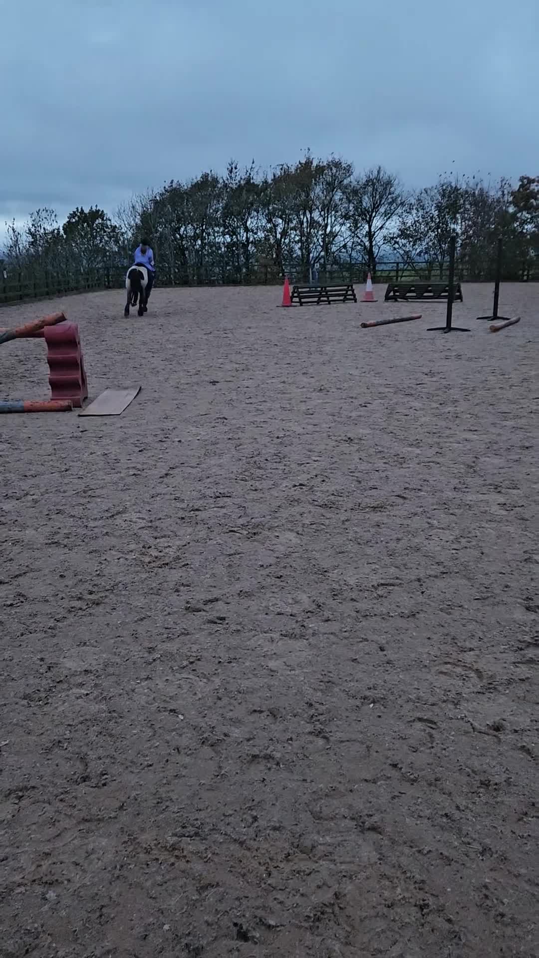 Other Breed horses for sale: 🌟 13.2hh 9-Year-Old Cob Mare 🌟 - Video 2