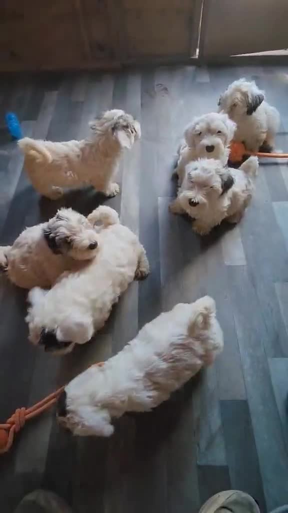 Sealyham Terrier dogs for sale: Sealyham terrier puppy’s  - Video 1