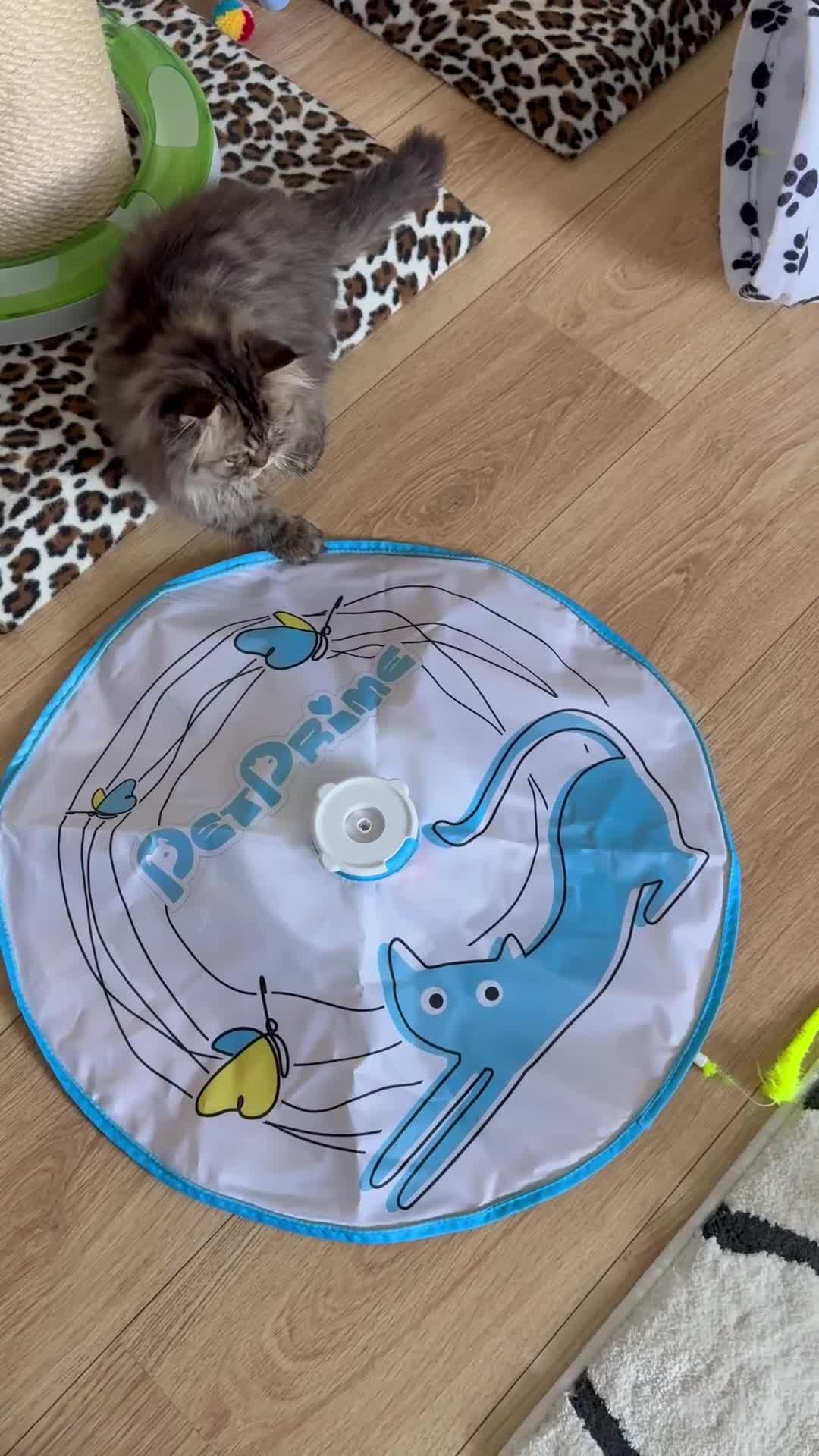 Persian cats for sale: Beautiful loving Persian Boy - Video 1