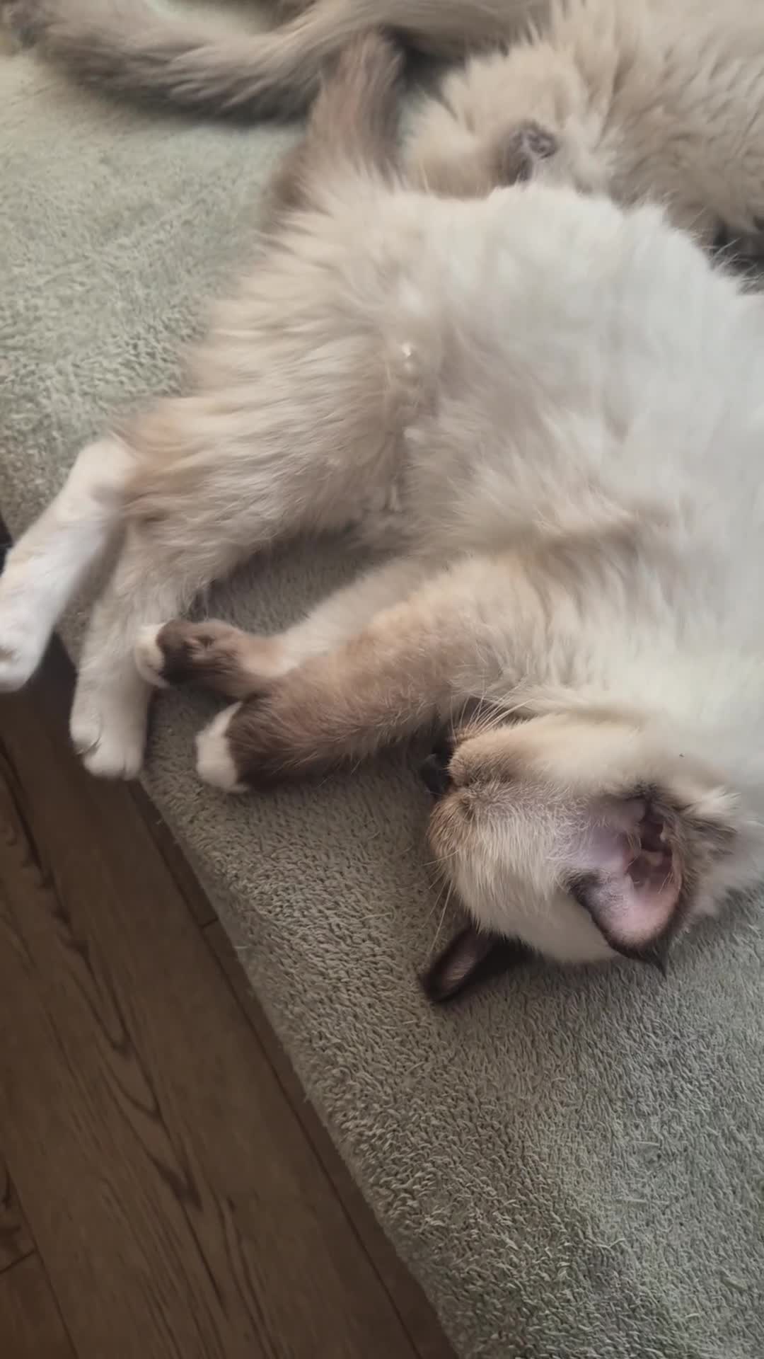 Ragdoll cats for sale: 100% pure ragdoll - Video 1