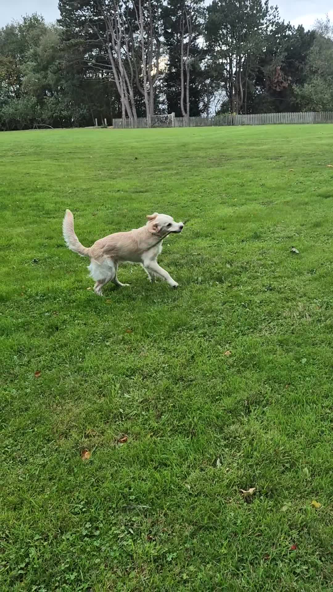 Golden Retriever dogs for sale: Golden retriever 10 months old - Video 1