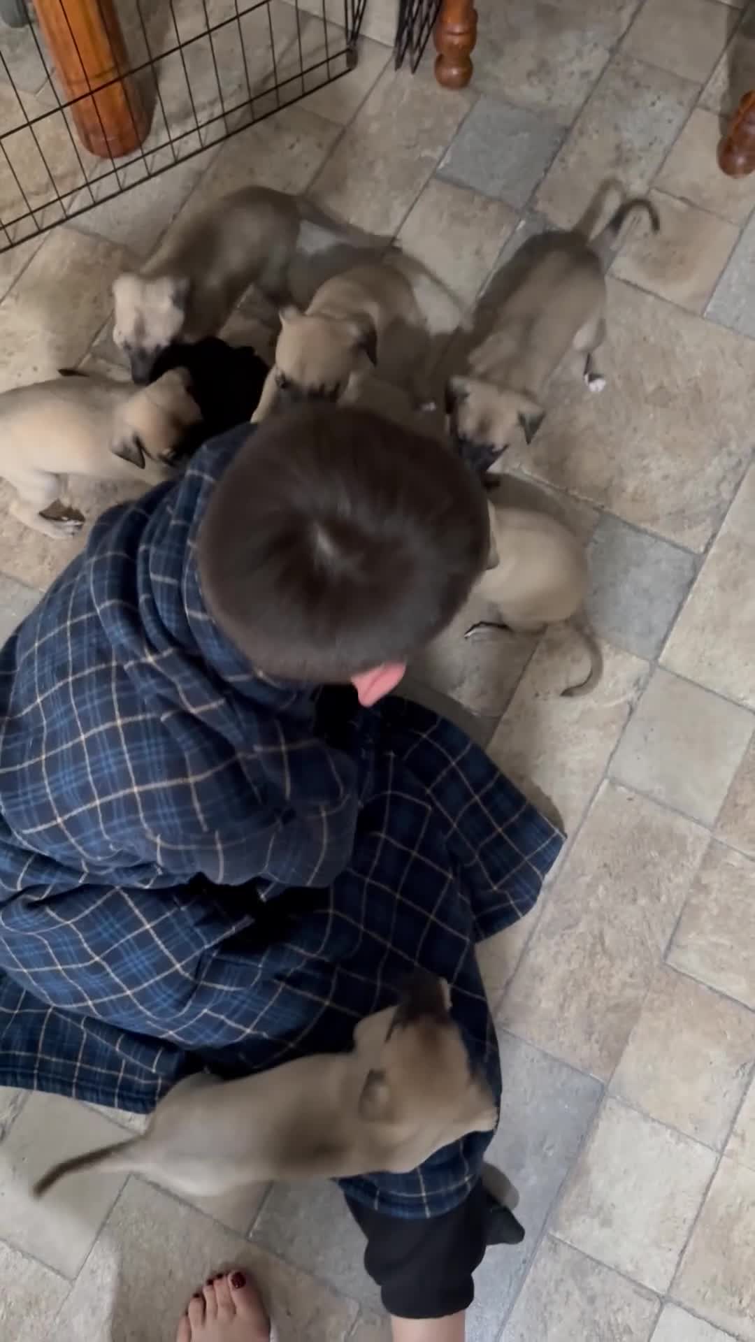 Whippet dogs for sale: 5 whippet puppies  - Video 1