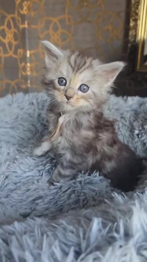 Maine Coon cats for sale: Beautiful mainecoon/polydactol babies  in Liversedge - Video 3
