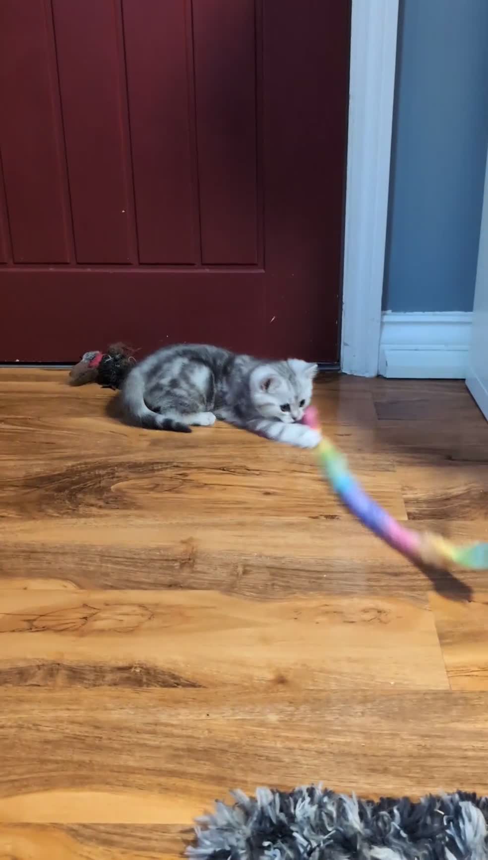 Mixed Breed cats for sale: Ragdoll/ Scottish straight kittens in Cheltenham - Video 2