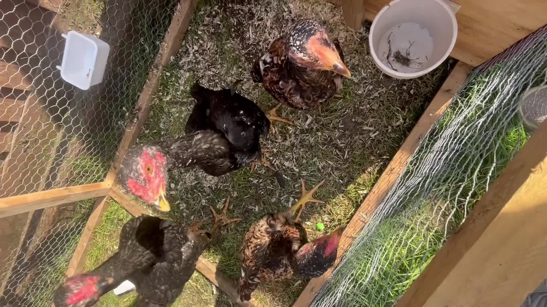 Chickens poultry for sale: Shamo aseel many birds - Video 1