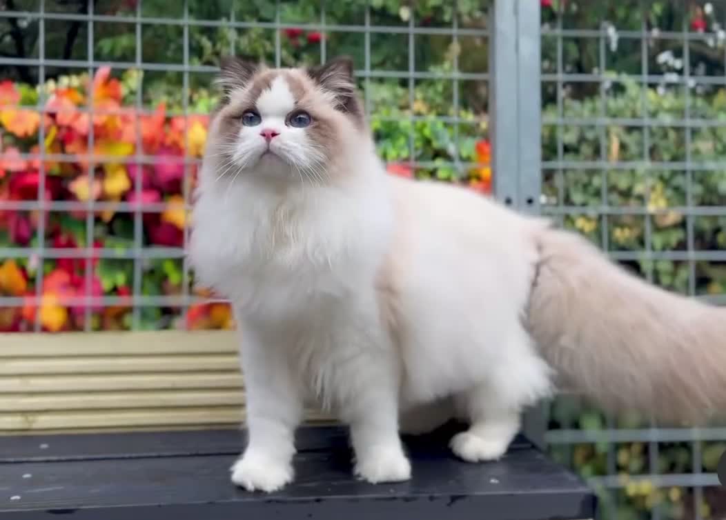 Ragdoll cats for sale: Pet spayed/neutered kittens  - Video 3